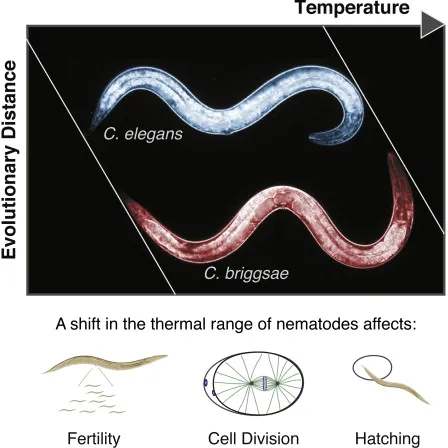 Graphical Abstract, Cell Reports