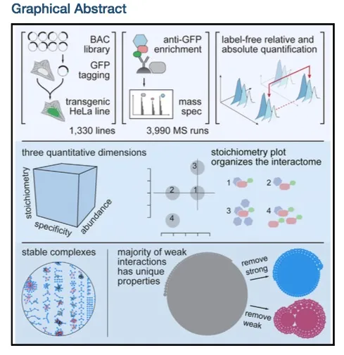 human interactome graphical abstract