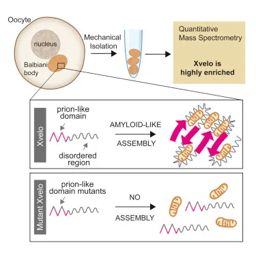 Graphical abstract for Boke et al, Cell 2016.