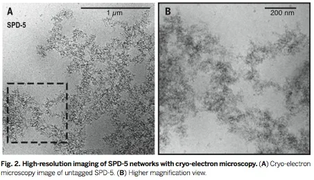 fig2 woodruff et al