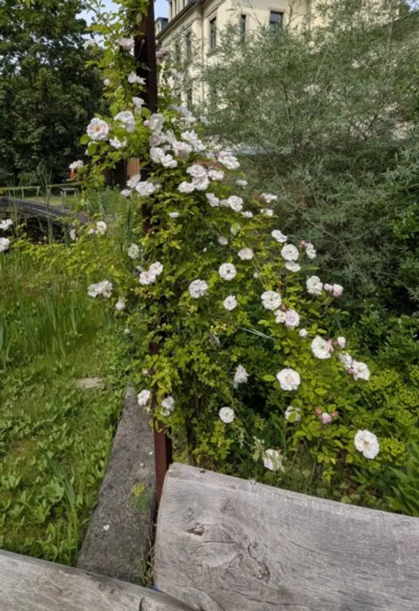 The latest rose we planted in Suzanne's garden developed very well