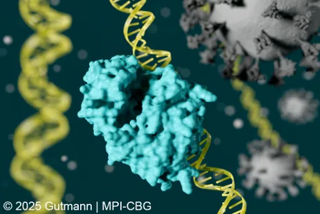 © Gutmann 2025 | MPI-CBG. Artistic visualization of the structured cGAS protein (cyan) binding to DNA (yellow) with SARS-CoV-2 virions (grey) in the background. The cGAS–DNA complex was modeled using AlphaFold3. The virion structure was retrieved from NIH 3D (kbrowne. SARS-CoV-2 Virion. Version 2. NIH 3D. Published 2020. https://3d.nih.gov/entries/3DPX-014820). 