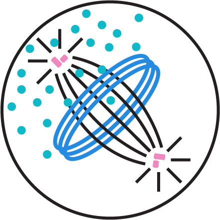 Hyman lab logo